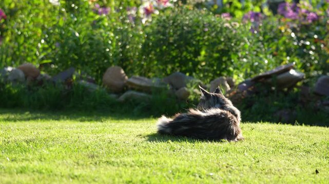 Golden light illuminates a relaxed mixed-breed dog. The dog gazes calmly at the camera. Lush greenery and blooming flowers surround the garden. Ideal for serene nature or family content