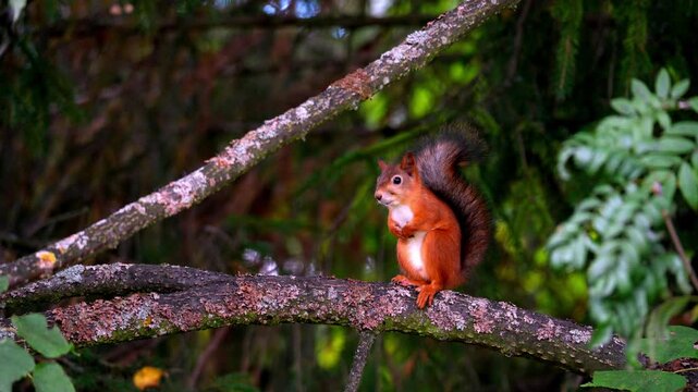 Red squirrel sits on a mossy branch. Its bushy tail arches above its body. Soft green foliage blurs behind it. Ideal for nature documentaries or wildlife education. Captures a serene forest moment