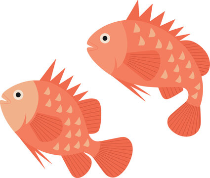 Red snapper fish cartoon vector illustration, orange rockfish icons set for seafood market branding and design