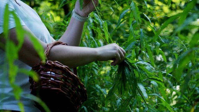 Close-up of a hand holding a leafy plant. The person wears a light top, carrying a wicker basket. Lush green foliage surrounds the scene. Calm focus on the plant shows gentle care