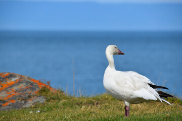 A snow goose in the spring, Québec, Canada © Claude Laprise