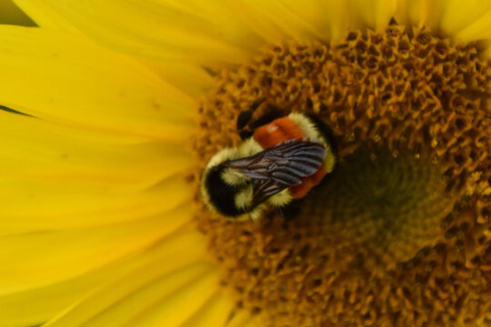 A bee in the garden, Sainte-Apolline, Qu&eacute;bec, Canada