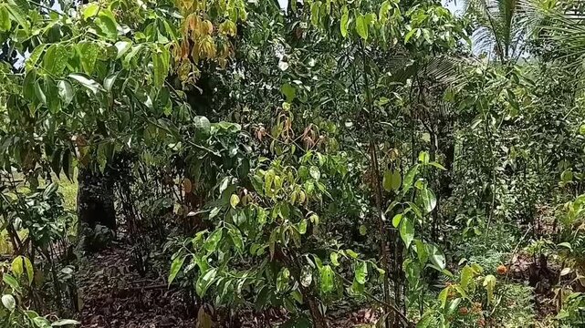 Horizontal panning right view of a small scale organic Ceylon cinnamon plantation growing in Sri Lanka