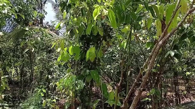 Horizontal tilt up camera shot showing mature Ceylon cinnamon bushes growing in an organic plantation