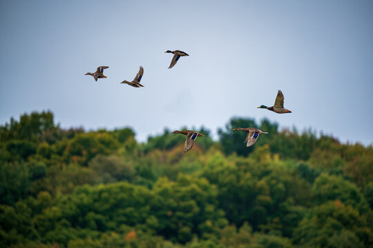 Flock of Mallard Ducks in Flight
