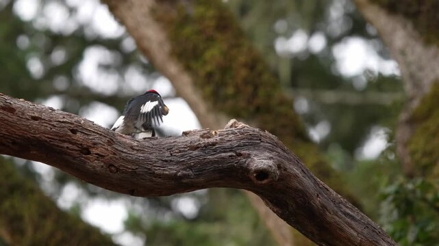 Acorn Woodpecker (Melanerpes formicivorus)  hops along a branch of an Oregon White Oak (Quercus garryana) carrying an acorn in slow motion
