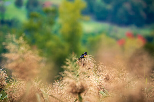 Red Winged Blackbird in the Autumn Forest