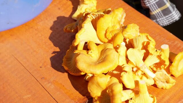 Golden yellow mushrooms cluster on a wooden cutting board. Sunlight highlights their textured caps and stems. Blue bowl rests nearby, slightly out of focus. The plaid shirt suggests a cook's presence