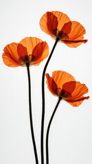 Fototapeta premium Three orange poppy flowers bloom against white background. X-ray style image shows translucent petals, delicate floral anatomy. Bright summer wildflowers with long thin stems create minimal botanical