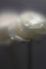 Obraz premium Smoke selected soft focus whiteRose Flower through translucent matte frosted glass. Abstract natural blurred grain light shadow fog background.
