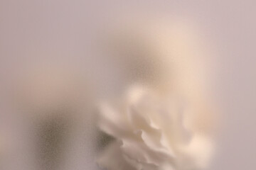 Obraz premium Smoke selected soft focus cream beige white Carnation Flower bouquet through translucent matte frosted glass. Abstract natural blurred grain light fog background.