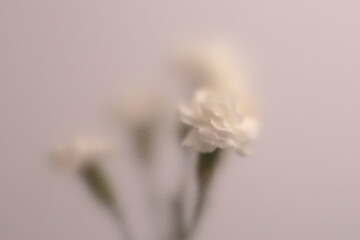 Obraz premium Smoke selected soft focus cream beige white Carnation Flower bouquet through translucent matte frosted glass. Abstract natural blurred grain light fog background.