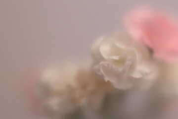 Obraz premium Smoke selected soft focus cream beige white, pink Carnation Flower bouquet through translucent matte frosted glass. Abstract natural blurred grain light fog background.