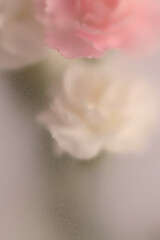 Obraz premium Smoke selected soft focus cream beige white, pink Carnation Flower bouquet through translucent matte frosted glass. Abstract natural blurred grain light fog background.
