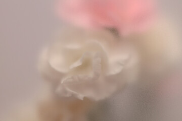 Obraz premium Smoke selected soft focus cream beige white, pink Carnation Flower bouquet through translucent matte frosted glass. Abstract natural blurred grain light fog background.