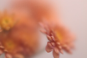 Obraz premium Smoke selected soft focus autumn beige orange chrysanthemum aster Flower through translucent matte frosted glass. Abstract natural blurred grain light fog background.