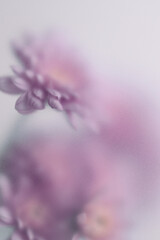 Obraz premium Smoke selected soft focus autumn beige orange chrysanthemum aster Flower through translucent matte frosted glass. Abstract natural blurred grain light fog background.