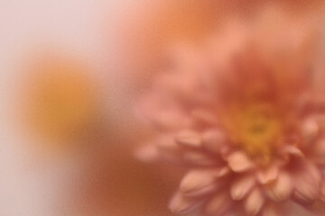 Obraz premium Smoke selected soft focus autumn beige orange chrysanthemum aster Flower through translucent matte frosted glass. Abstract natural blurred grain light fog background.