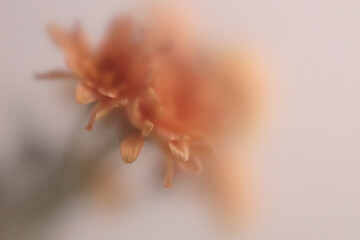 Obraz premium Smoke selected soft focus autumn beige orange chrysanthemum aster Flower through translucent matte frosted glass. Abstract natural blurred grain light fog background.