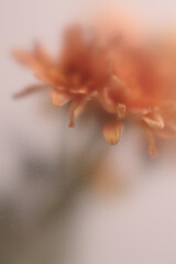Obraz premium Smoke selected soft focus autumn beige orange chrysanthemum aster Flower through translucent matte frosted glass. Abstract natural blurred grain light fog background.