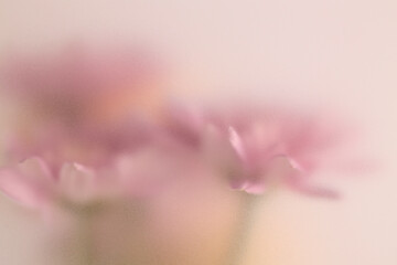 Obraz premium Smoke selected soft focus autumn beige pink chrysanthemum aster Flower through translucent matte frosted glass. Abstract natural blurred grain light fog background.