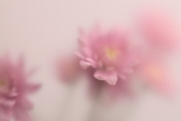 Obraz premium Smoke selected soft focus autumn beige pink chrysanthemum aster Flower through translucent matte frosted glass. Abstract natural blurred grain light fog background.