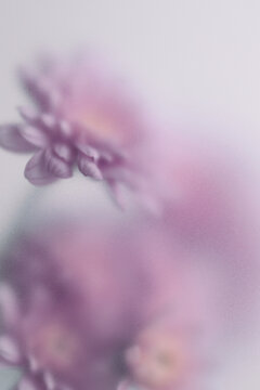 Smoke selected soft focus autumn beige orange chrysanthemum aster Flower through translucent matte frosted glass. Abstract natural blurred grain light fog background.
