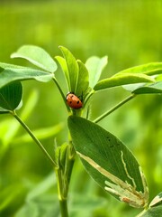 ladybug on a leaf © Muhammad Ayyub Asgha