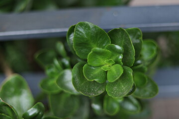 Close up of green succulent plant leaves with shallow depth of field © Sabineyro