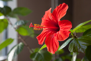 Red hibiscus flower with green leaves in tropical garden © Viacheslav Zhukov