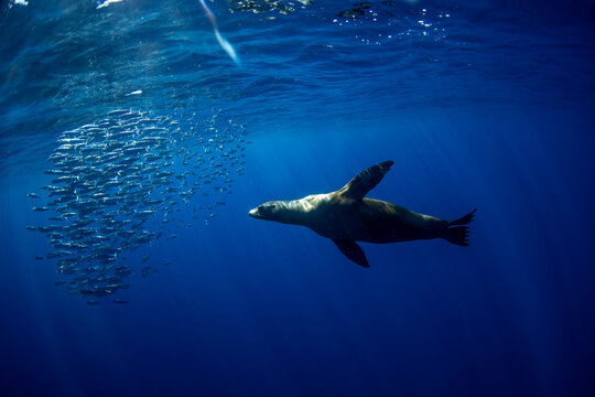 The california sea lion is hunting sardines off the coast of Mexico. A great migration of sardines around the coast of Baja California.