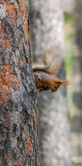 Obraz premium Vertical Photo of Red Squirrel Climbing Down Pine Trunk. Agile Wildlife Portrait in Spring Forest. Wild Animal Behavior for Nature Branding