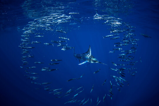The kajikia audax is hunting sardines off the coast of Mexico. A great migration of sardines around the coast of Baja California. A striped marlin uses its sword to hunt sardines.