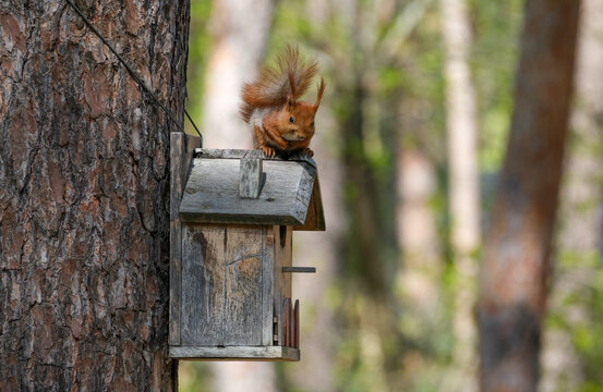 Red Squirrel Resting on Old Birdhouse Roof in Spring Forest. Calm Wildlife Portrait in Natural Habitat. Wild Animal Behavior for Nature Branding