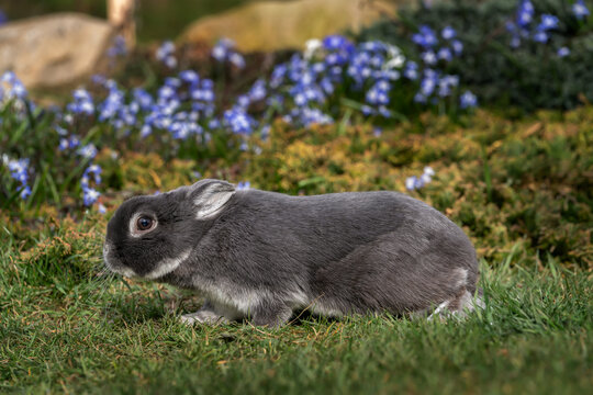 A pet rabbit in the spring garden. A cute rabbit is exploring the garden.