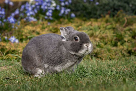 A pet rabbit in the spring garden. A cute rabbit is exploring the garden.