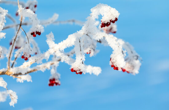 viburnum branch with red berries covered in white frost crystals in a winter garden