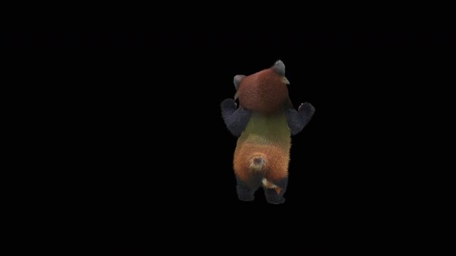Cute 3D animated red panda dancing rumba with alpha channel. Cartoon animal character isolated for compositing, motion graphics, video editing, and digital content creation.