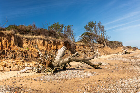 Erosion of Walton cliffs is currently about 1.5 metres per year. In the last ten years, this has accelerated to between 3-5m in some areas. Shot on 21 September 1956.