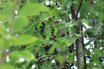 Bird cherry berries on the branches on a sunny summer day. © алексей семиколенных
