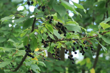 Bird cherry berries on the branches on a sunny day. © алексей семиколенных