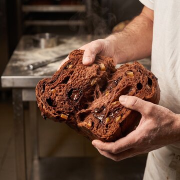 Baker Hands Pulling Apart Fresh Dark Chocolate Panettone Revealing Airy Moist Crumb