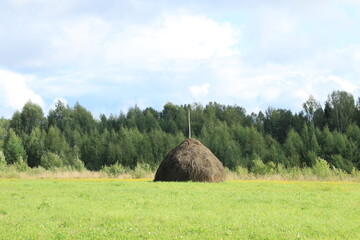 A haystack in a green meadow on a sunny summer day. © алексей семиколенных