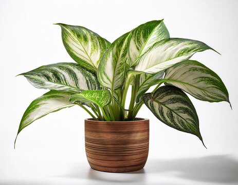 white green leaves of aglaonema plants and wooden flower pot isolated on white background