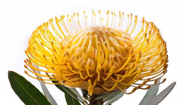yellow pincushion protea flower isolated on white background