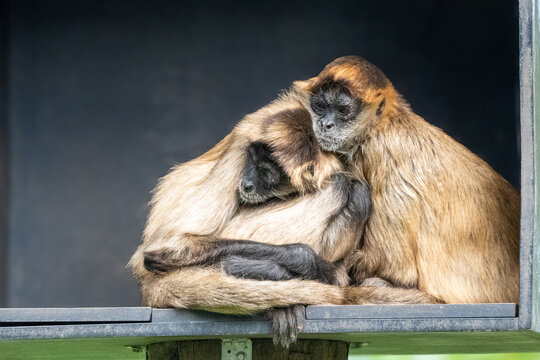 mother and baby spider monkey 