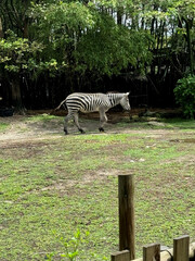 Zebra walking across green grass © Isaac