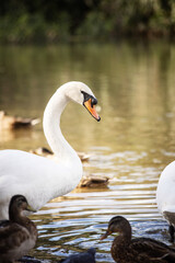 Single white swan, elegant bird portrait for artistic projects. © ketrin