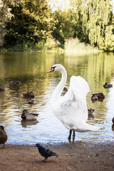 White swans on a calm pond surrounded by greenery, serene wildlife scene for nature-themed projects. © ketrin