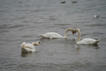 swans birds and seagulls in Black sea at Varna - BG © Miralem